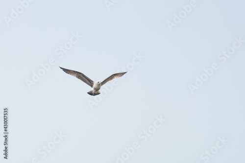 Canvas Print Mouette solitaire devant un ciel uniformément bleu, en Normandie
