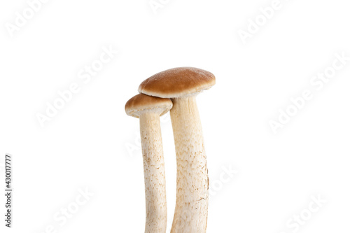 Mushrooms isolated on white background. Honey mushrooms close-up on a white background.