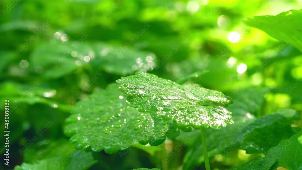 Close-up of green plant leaves swaying in the wind under the sun shining Close-up of green plant leaves swaying in the wind under the sun shining