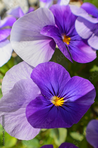 Springtime Purple Pansies