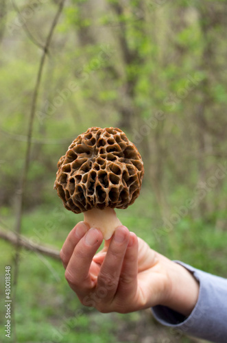 Mushroom common morel in woman hand close