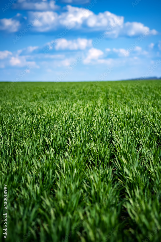 rich green young wheat in early spring rich green young wheat in early spring