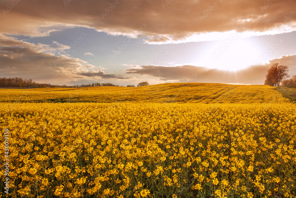 Panoramic view on agricultural rapeseed field with blooming yellow canola flowers and perfect golden hour sunset light.  Harvest concept.