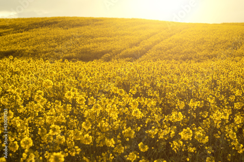 Panoramic view on agricultural rapeseed field with blooming yellow canola flowers and perfect golden hour sunset light. Harvest concept.