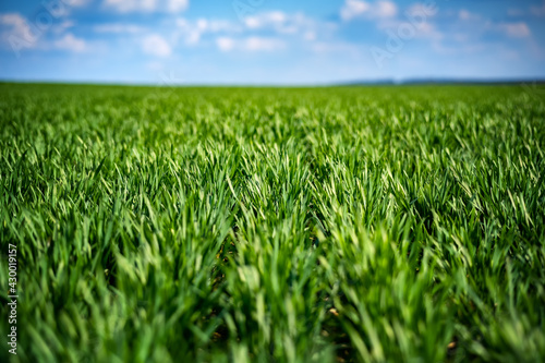 rich green young wheat in early spring