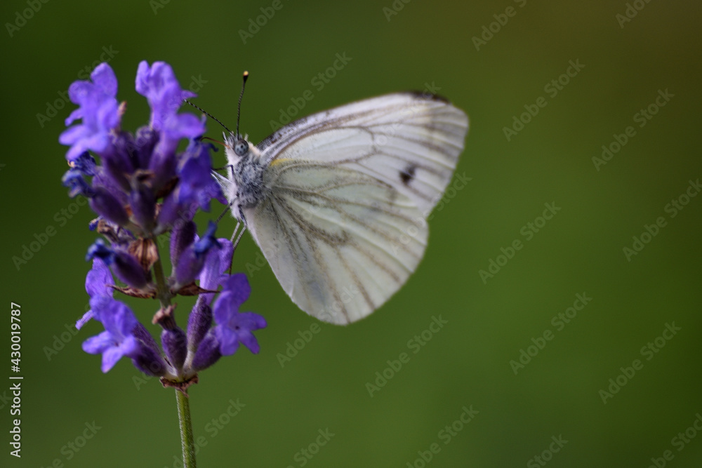 Motyl na kwiatku - obrazy, fototapety, plakaty 
