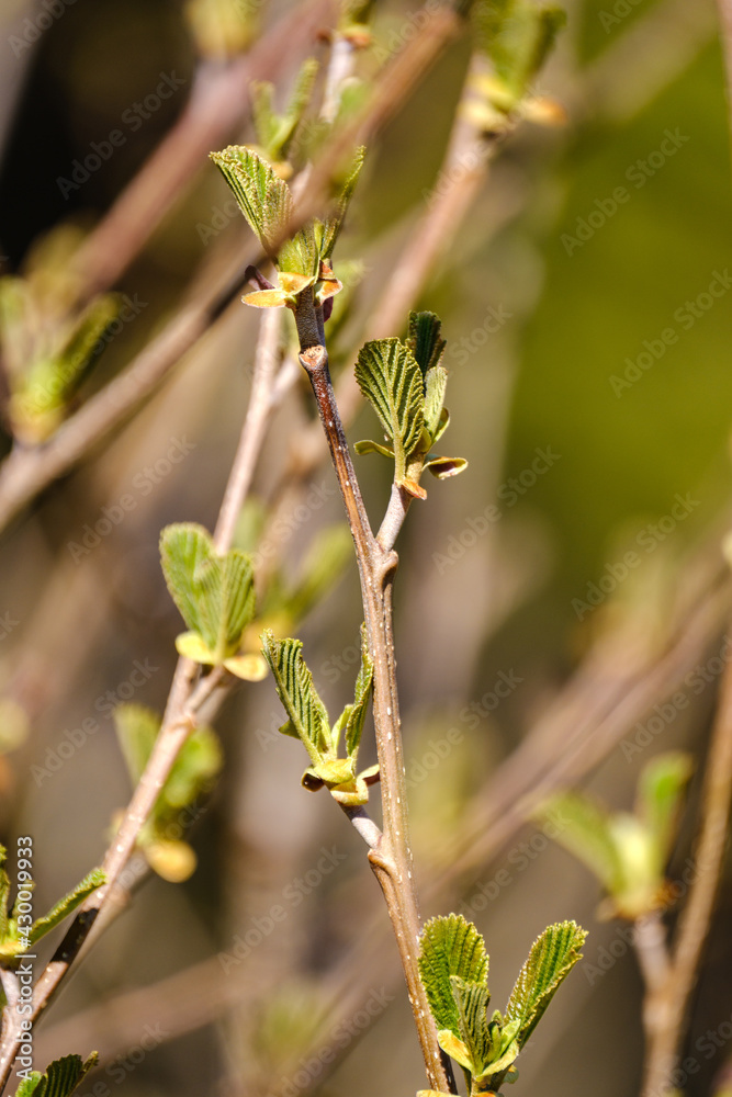 small tree branches in spring on neutral blur background small tree branches in spring on neutral blur background
