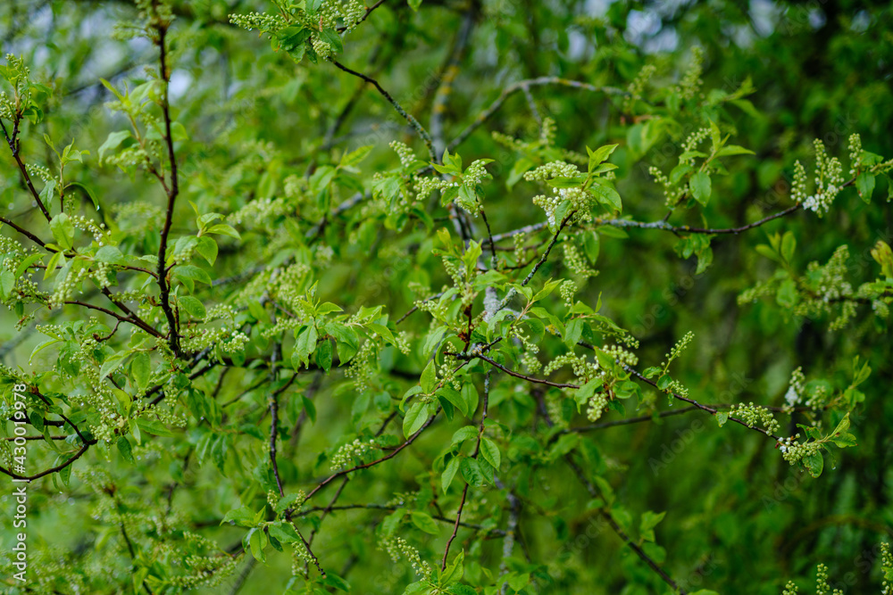 small tree branches in spring on neutral blur background small tree branches in spring on neutral blur background