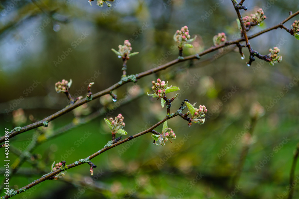 small tree branches in spring on neutral blur background small tree branches in spring on neutral blur background