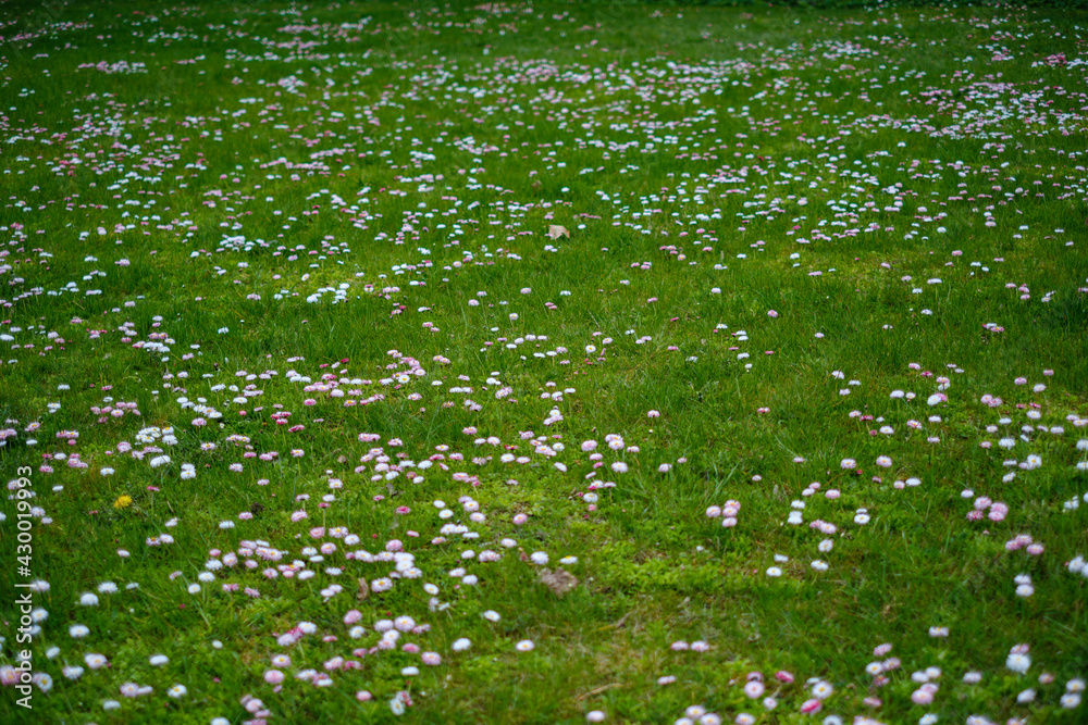 green summer meadow abstract texture with flowers green summer meadow abstract texture with flowers