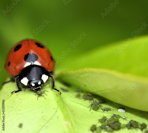 Natural pest control: Detail of a ladybug eating an aphid on a tree leaf photo