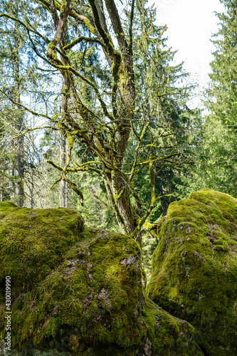 Fototapeta Naklejka Na Ścianę i Meble -  large stones in wild forest with moss