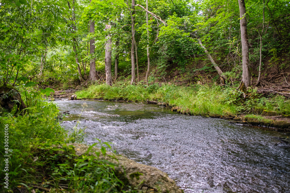 slow forest river in summer green woods with rocks in stream