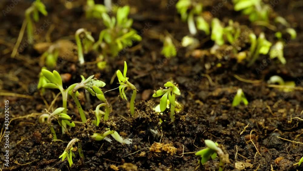 Growth of young plants from the soil, close-up, time-lapse Growth of young plants from the soil, close-up, time-lapse