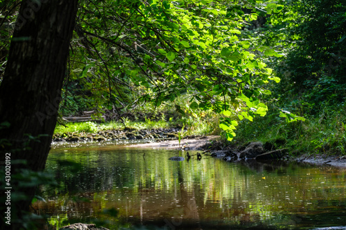 Fototapeta Naklejka Na Ścianę i Meble -  slow forest river in summer green woods with rocks in stream