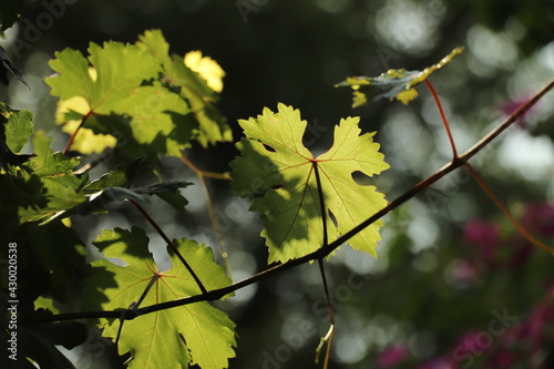 closeup of grapes plant