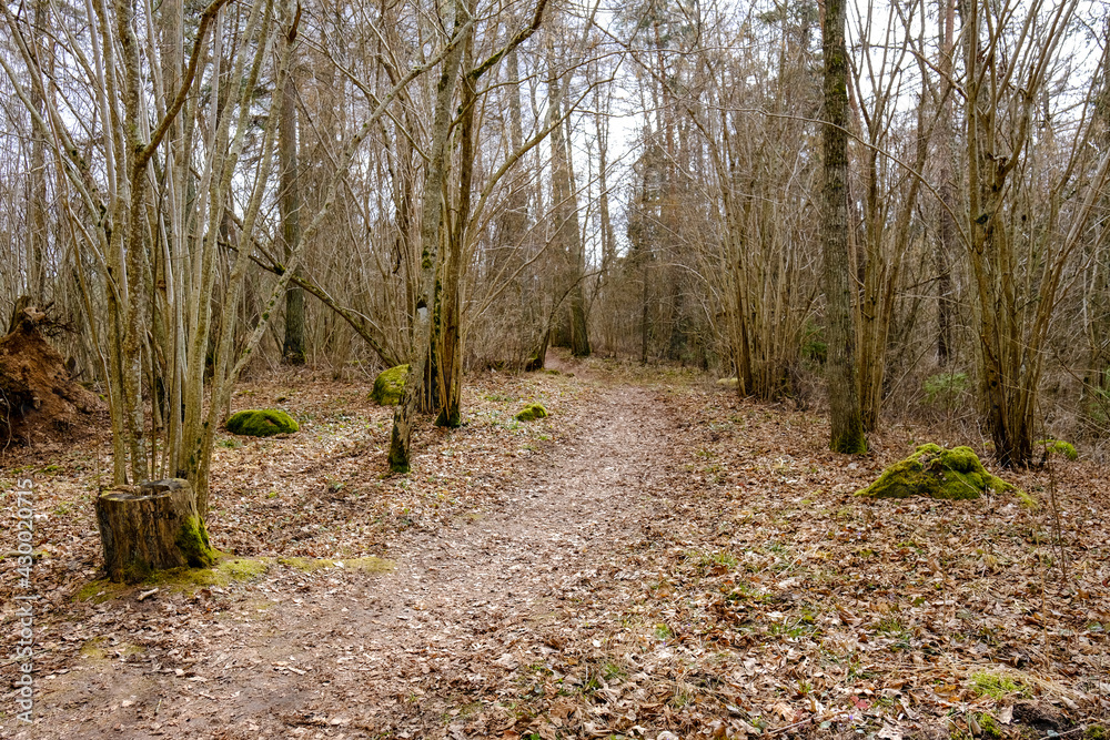 beautiful gravel road footpath in the spring forest beautiful gravel road footpath in the spring forest