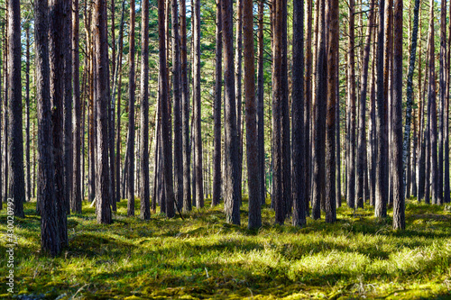 tree trunk textured background in spring forest