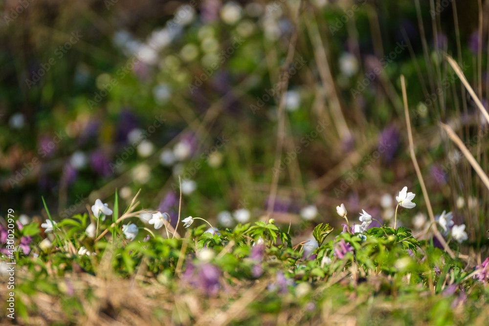 white small spring flowers closeup on green meadow white small spring flowers closeup on green meadow