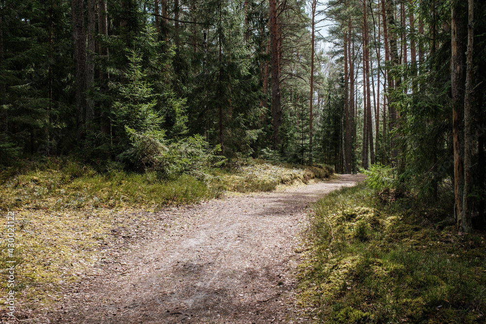 beautiful gravel road footpath in the spring forest beautiful gravel road footpath in the spring forest