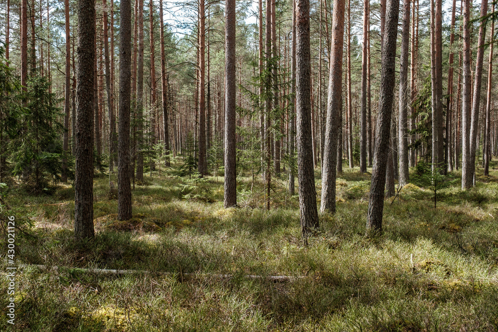 tree trunk textured background in spring forest