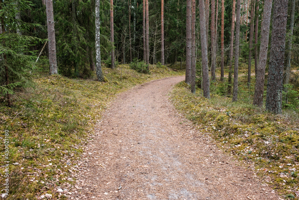 Fototapeta premium beautiful gravel road footpath in the spring forest