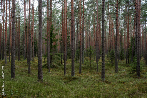 tree trunk textured background in spring forest