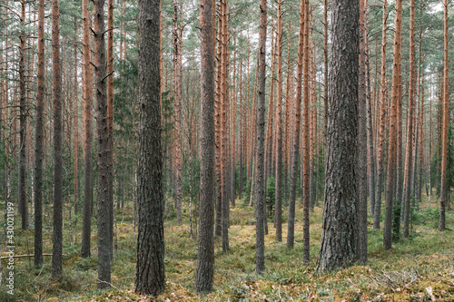 tree trunk textured background in spring forest
