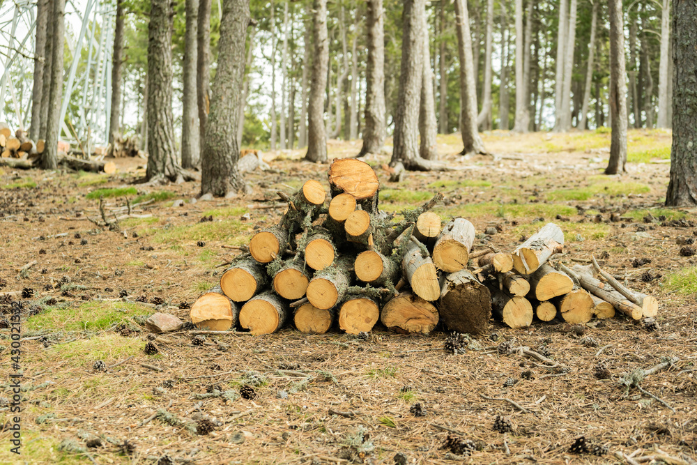 Pile of wood logs in forest .Firewood ready for winter .Nature background. Pile of wood logs in forest .Firewood ready for winter .Nature background.