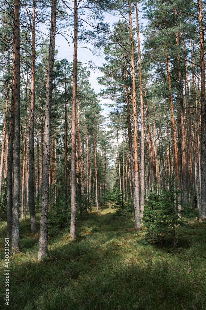 tree trunk textured background in spring forest