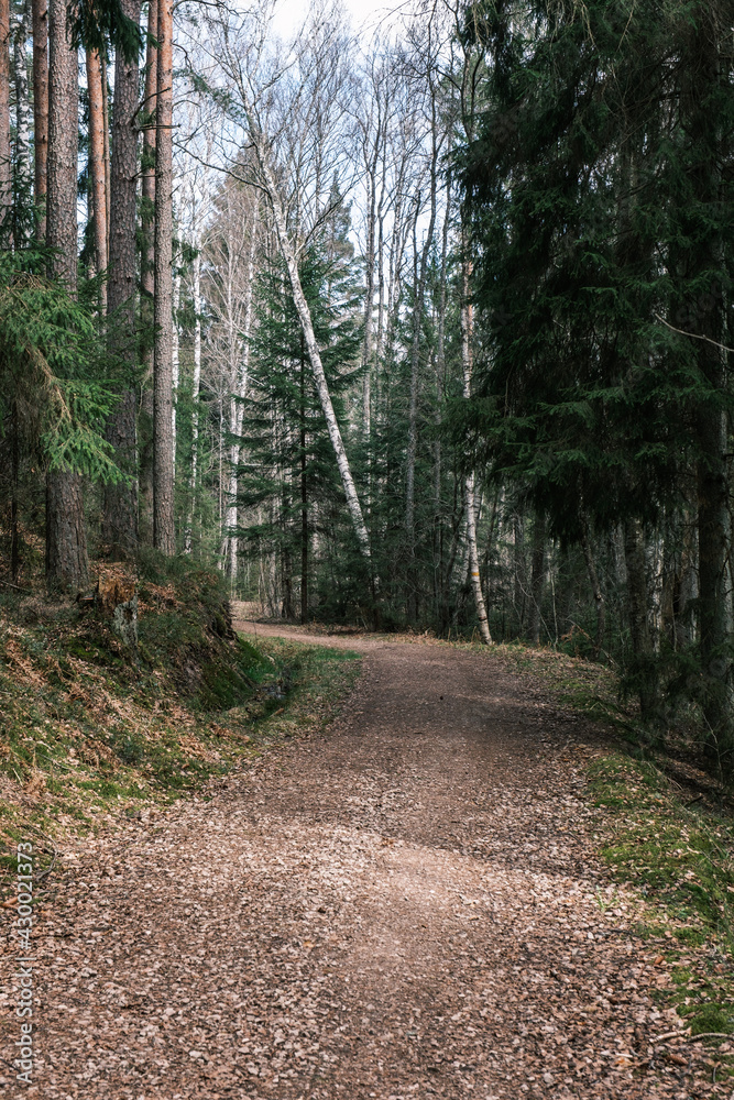 beautiful gravel road footpath in the spring forest beautiful gravel road footpath in the spring forest