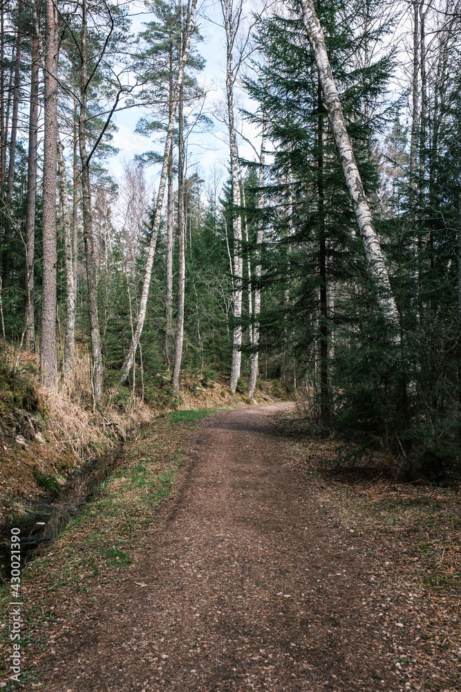 beautiful gravel road footpath in the spring forest beautiful gravel road footpath in the spring forest