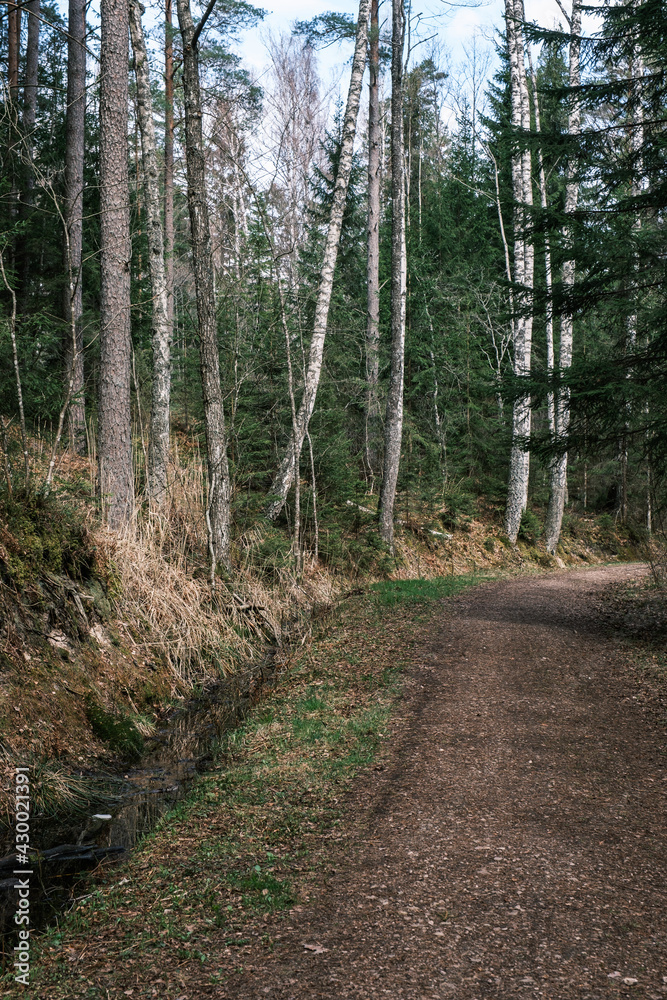 beautiful gravel road footpath in the spring forest beautiful gravel road footpath in the spring forest