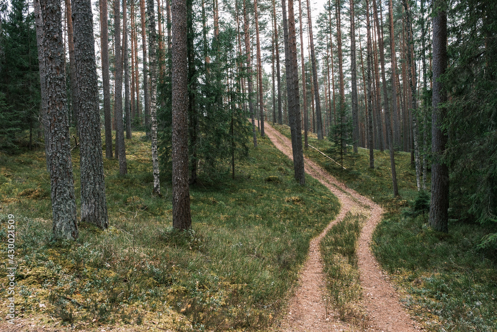 beautiful gravel road footpath in the spring forest beautiful gravel road footpath in the spring forest