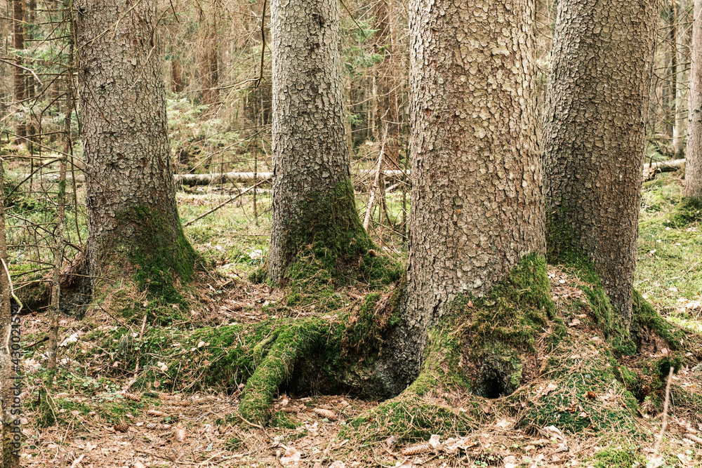Naklejka premium tree trunk textured background in spring forest