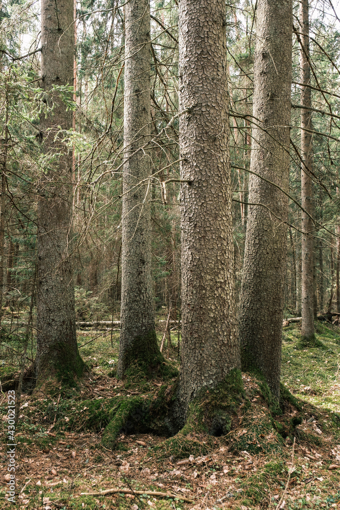 tree trunk textured background in spring forest tree trunk textured background in spring forest
