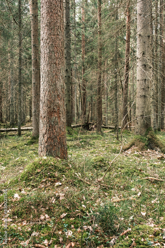 tree trunk textured background in spring forest tree trunk textured background in spring forest