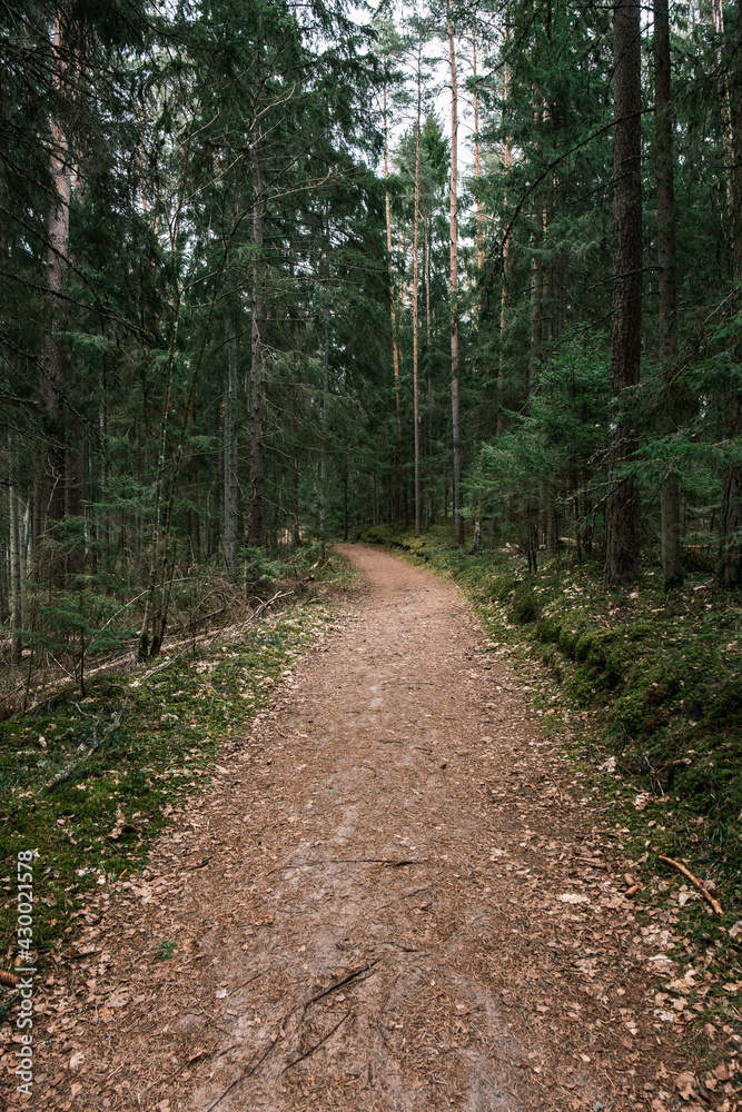 beautiful gravel road footpath in the spring forest beautiful gravel road footpath in the spring forest