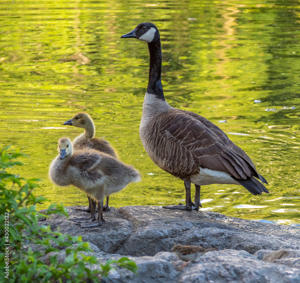 Canadian Goose in Central Park Canadian Goose in Central Park