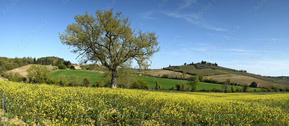 Fototapeta premium Tuscan landscape with isolated tree in a field of yellow canola flowers and stunning blue sky. Beautiful Tuscan landscape near Castellina in Chianti, (Siena). Italy