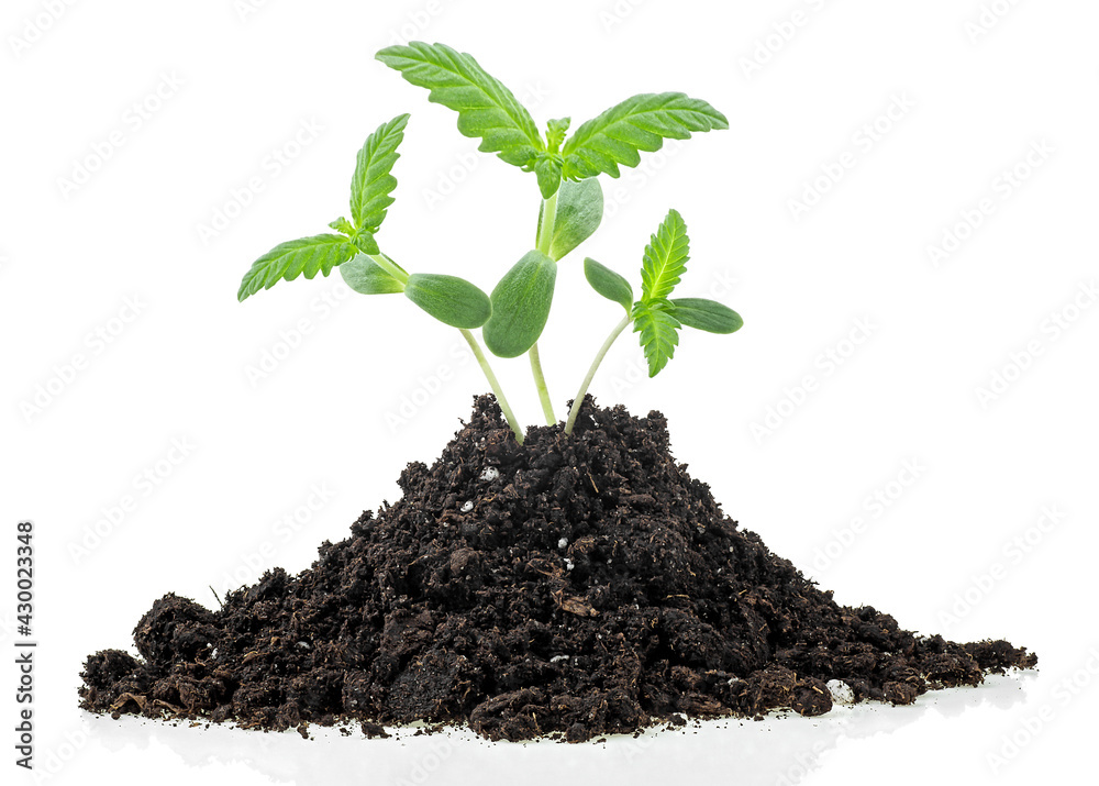 Isolated image of hemp sprouts growing from soil pile, white background. Cannabis. Marijuana. Isolated image of hemp sprouts growing from soil pile, white background. Cannabis. Marijuana.