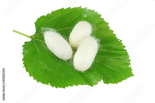 silkworm cocoon on green mulberry leaves photo