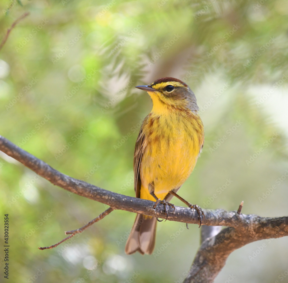 palm warbler standing on branch in woods palm warbler standing on branch in woods