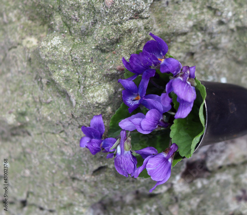 a bouquet of violets in a vase
