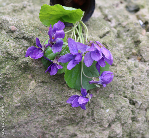 a bouquet of violets in a vase
