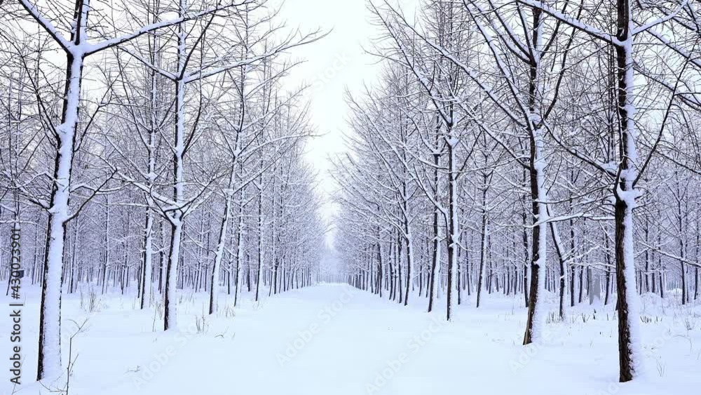 Snow-covered ground and ginkgo trees after snow in winter Snow-covered ground and ginkgo trees after snow in winter