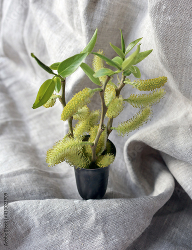 willow branch in a vase on a gray drapery
