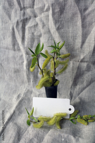 willow branch in a vase on a gray drapery

