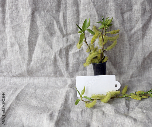 willow branch in a vase on a gray drapery
