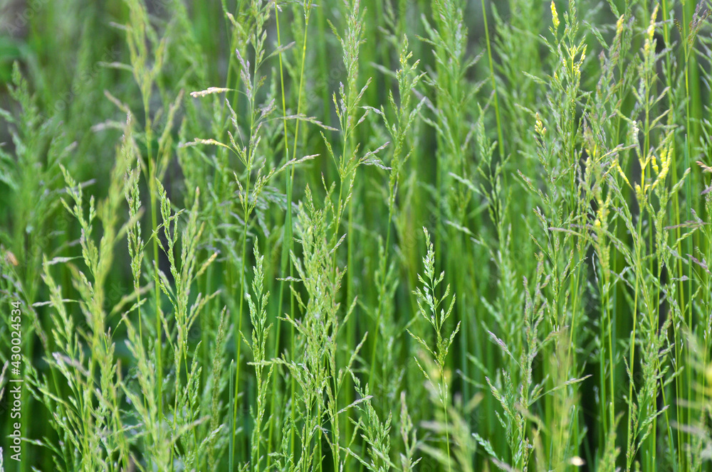 Poa grows in the meadow among wild grasses. Poa grows in the meadow among wild grasses.